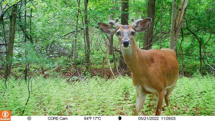 Chelmsford Schools Science Trail Cameras