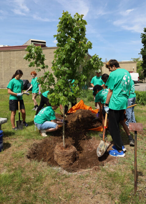 Ecology Club members plant trees at Chelmsford High School