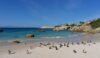 Penguins on Boulders Beach in Simon's Town, South Africa